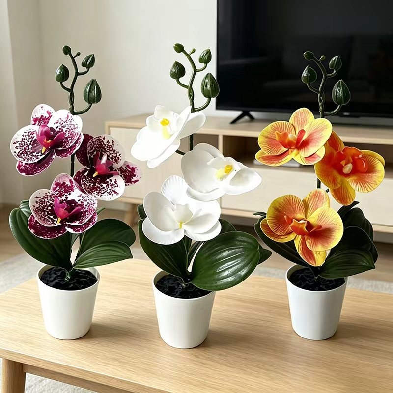 Orchid Phalaenopsis - Mini orquídea mariposa en maceta con