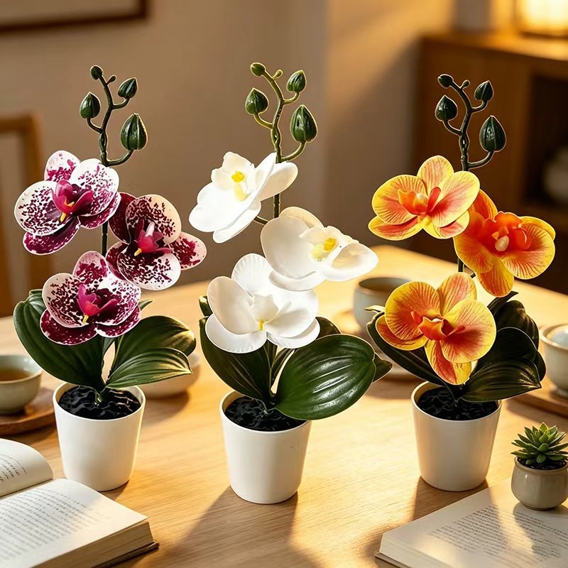 Mini orquídea mariposa en mace - Orchid Phalaenopsis reseña y precio