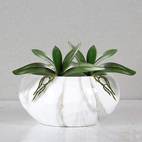 Hojas de Phalaenopsis artifici - Orchid Phalaenopsis reseña y precio