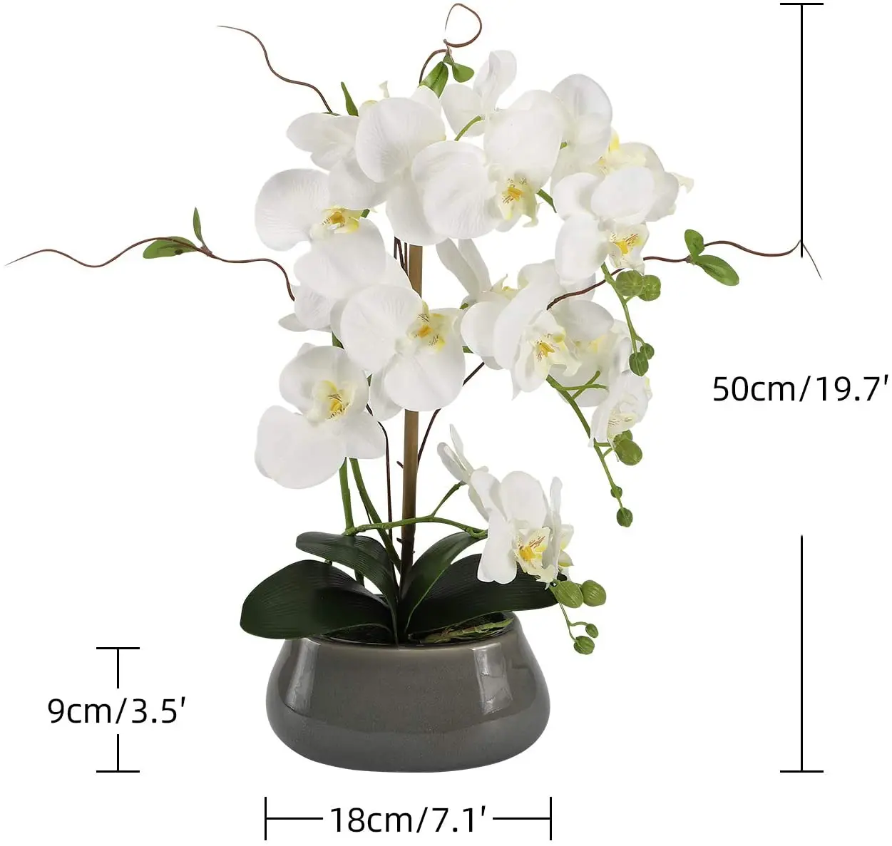 Centros de mesa de flores de o - Orchid Phalaenopsis reseña y precio