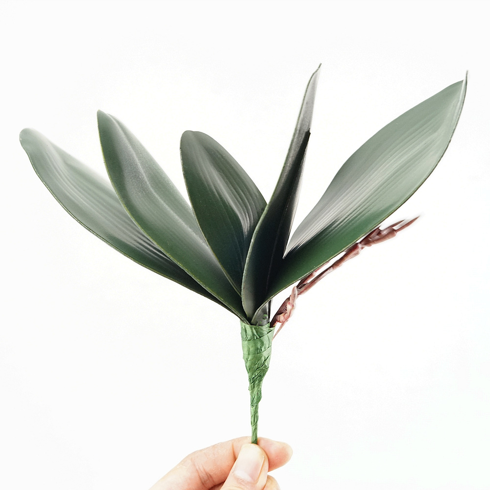 3 unidades de hojas de Phalaen - Orchid Phalaenopsis reseña y precio