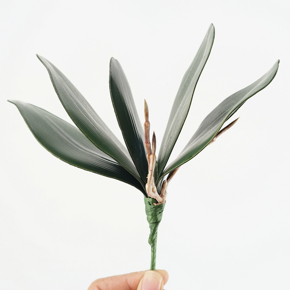 3 unidades de hojas de Phalaen - Orchid Phalaenopsis reseña y precio
