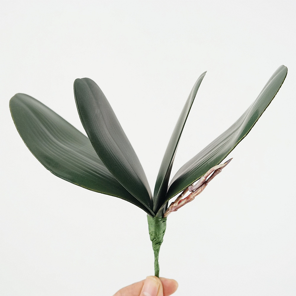 3 unidades de hojas de Phalaen - Orchid Phalaenopsis reseña y precio