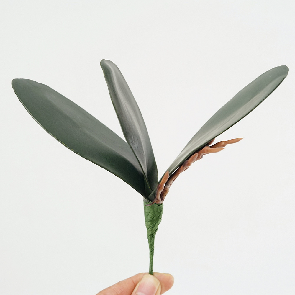 3 unidades de hojas de Phalaen - Orchid Phalaenopsis reseña y precio